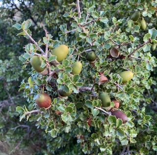 Dub kermesový - Quercus coccifera 20/30 cm