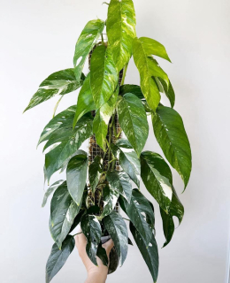 Epipremnum pinnatum variegata- Řízek