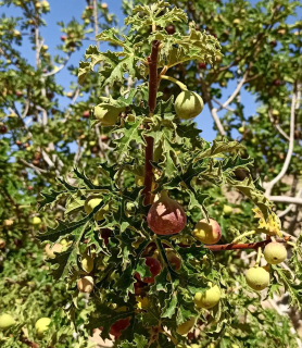 Fíkovník afghánský - Ficus johannis ssp. afghanistanica (Írán), 20 semen