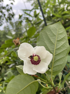 Šácholan Sieboldův - Magnolia sieboldii 40 cm