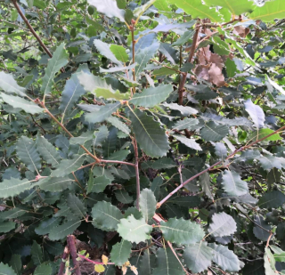 Dub portugalský - Quercus faginea (částečně stálezelený), 20/40 cm
