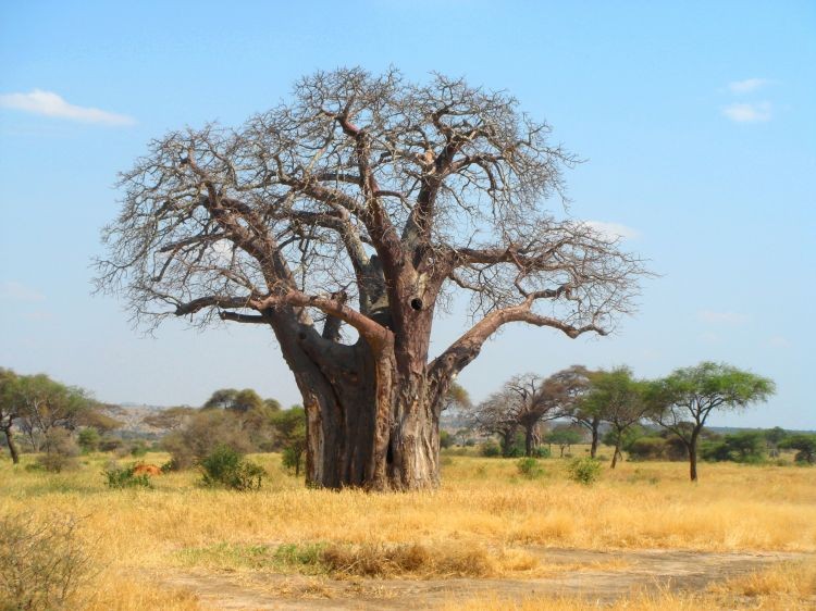 Baobab prstnatý - Adansonia digitata 30/40 cm