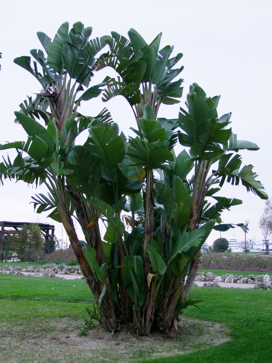 Strelitzia nicolai 30 cm