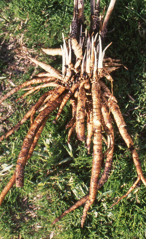 Sium sisarum - sevlák cukrový, vynikající prastará kořenová zelenina, 40 semen