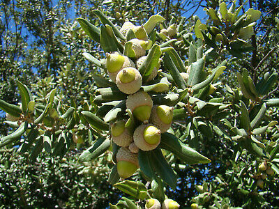 Dub cesmínovitý - Quercus ilex X Tuber melanosporum
