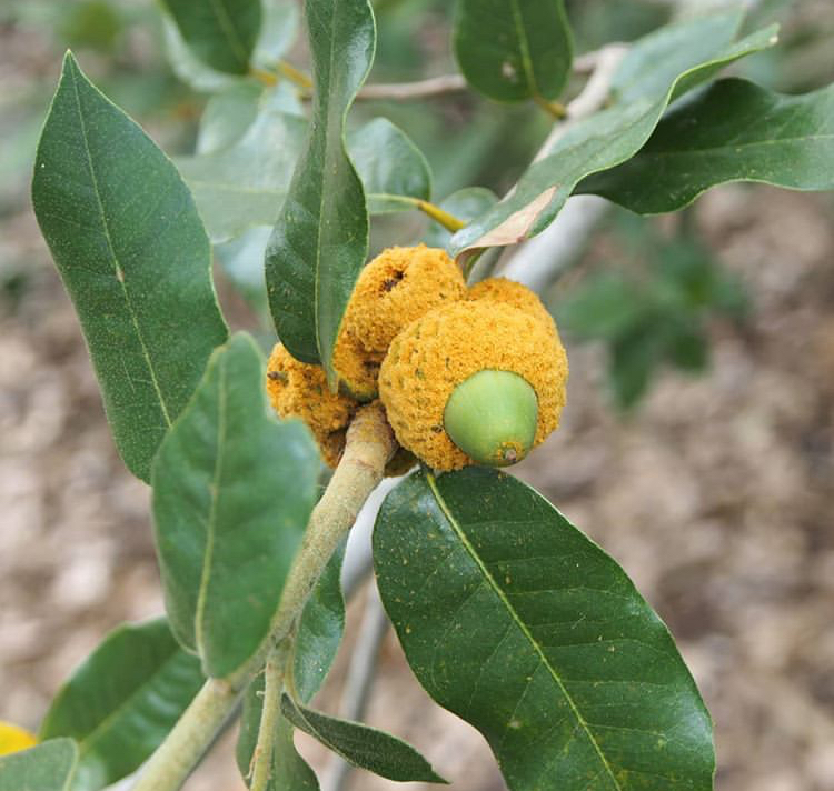 Dub zlatočíškový - Quercus chrysolepis x Tuber aestivum var. uncinatum