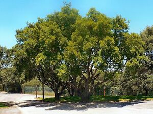 Dub portugalský - Quercus faginea X Tuber aestivalis uncinatum