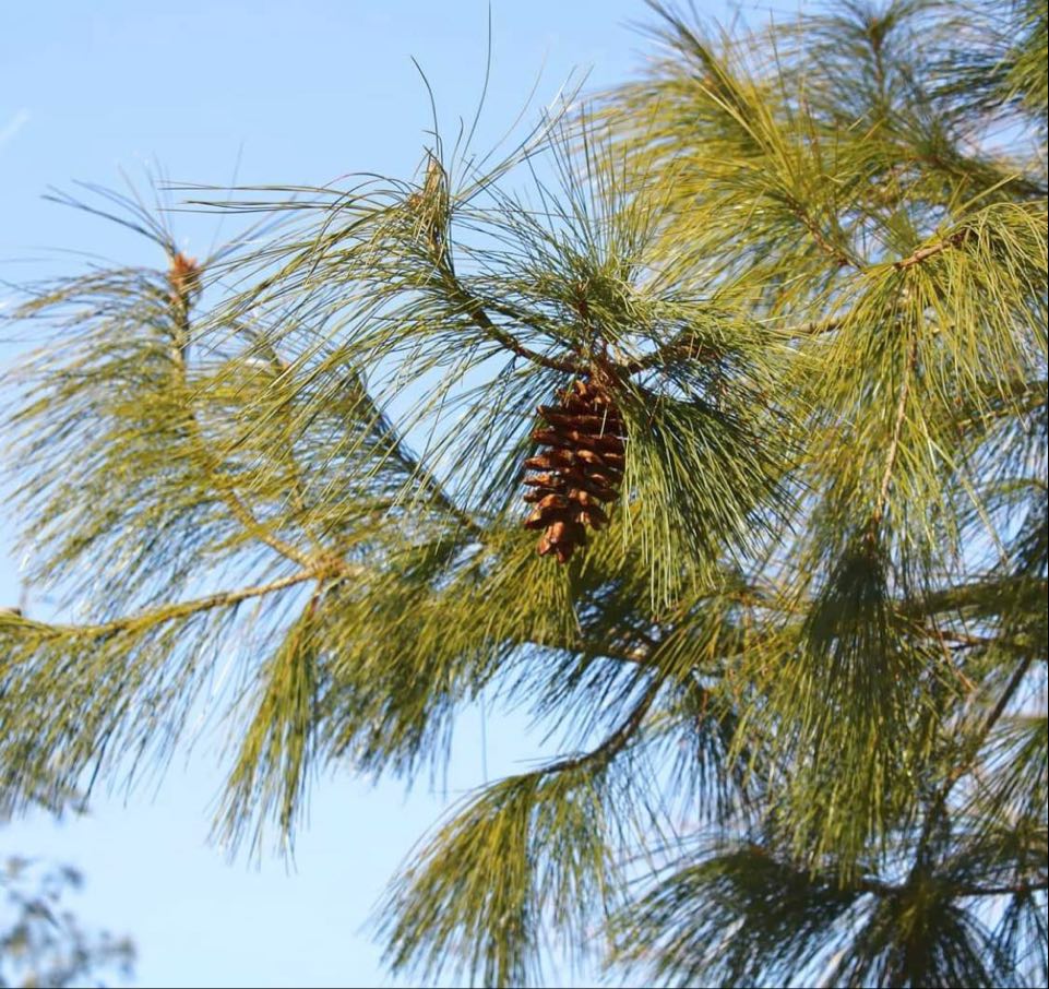 Borovice Armandova  - Pinus armandii 20/30 cm, K1L ("oříšková borovice")