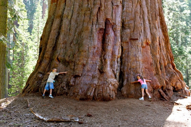 Sekvojovec obrovský - Sequoiadendron giganteum 30/40 cm