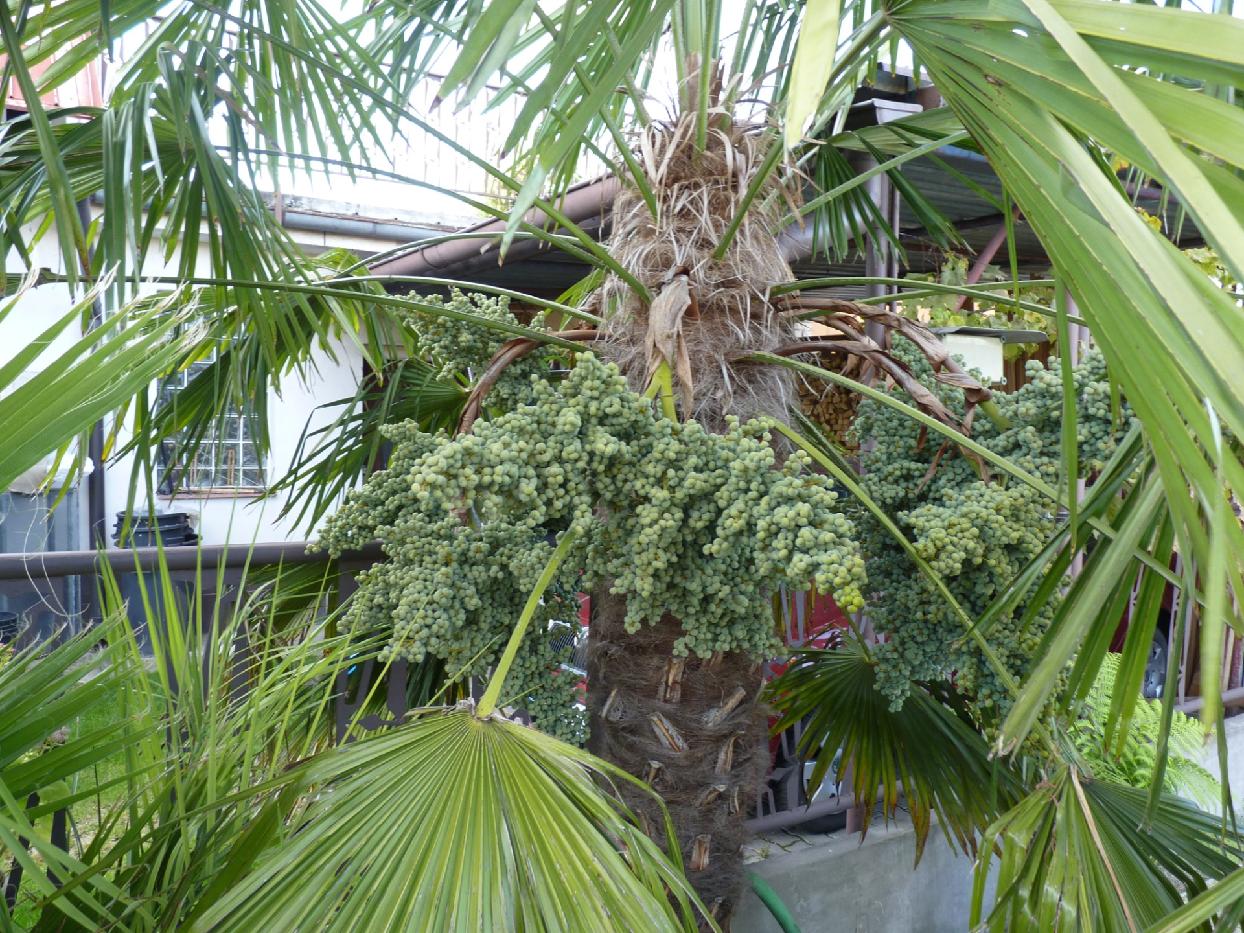 Trachycarpus fortunei, 20 čerstvých semen, dozrálých v ČR
