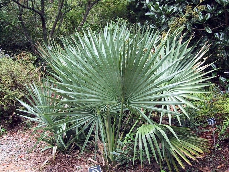Sabal minor EKOTYP Louisiana - skutečně mrazuvzdorná palma