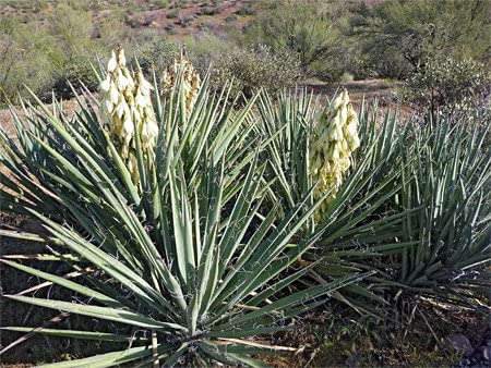 Yucca baccata var. vespertina
