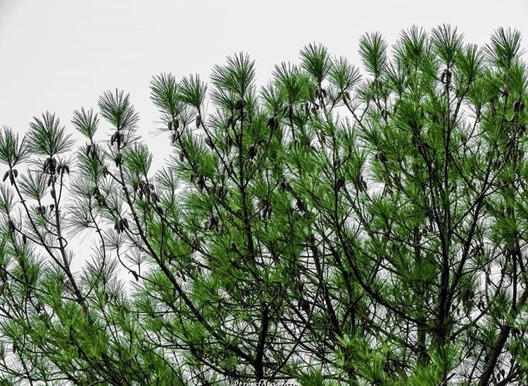 Borovice Massonova  - Pinus massoniana, 20 semen