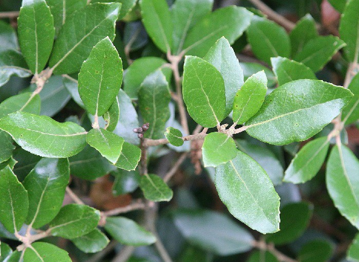 Dub jamovcolistý (stálezelený) - Quercus phillyreoides, 120/140 cm
