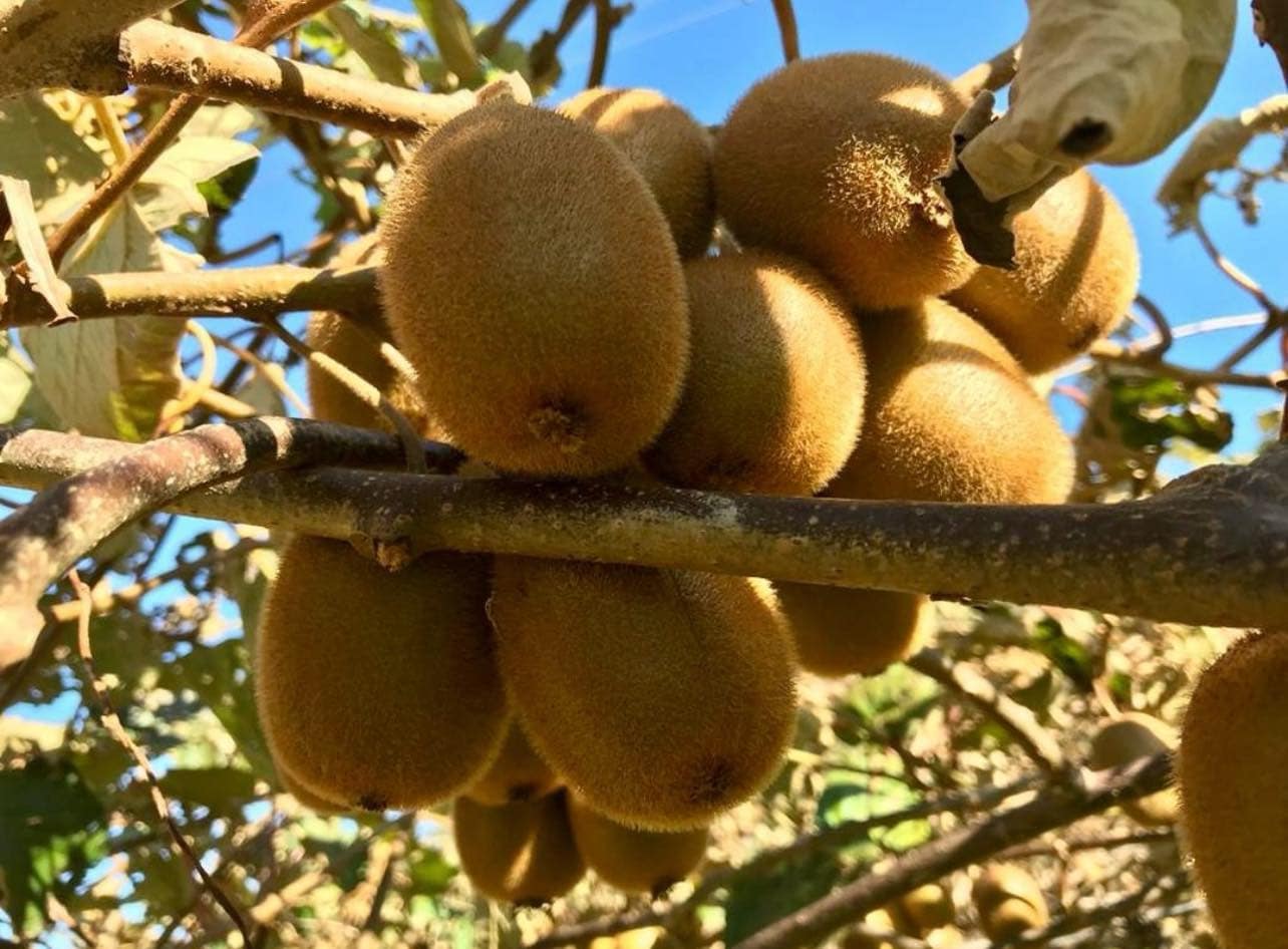 Actinidia deliciosa "Herma"
