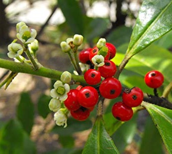 Cesmína paraguayská, yerba maté - Ilex paraguariensis