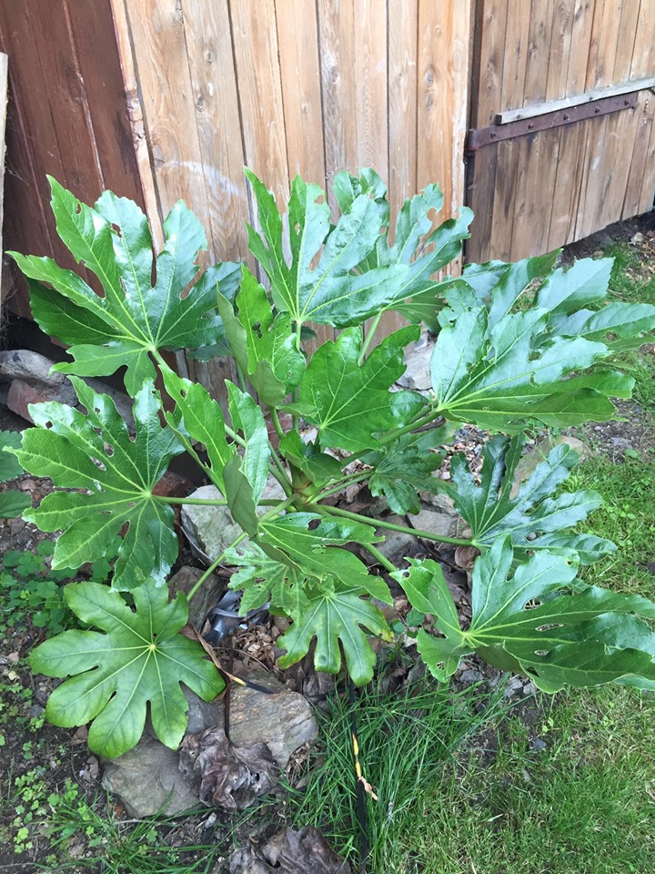 Aralka, "mrazuvzdorná pokojovka" - Fatsia japonica 40 cm