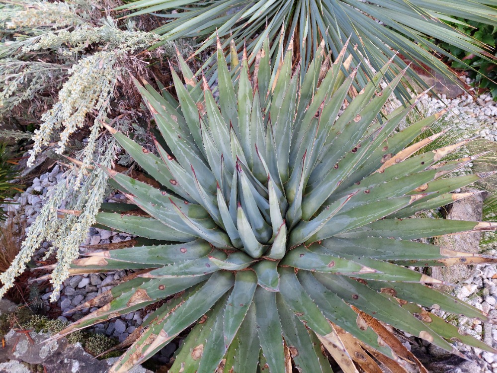 Agave utahensis var. kaibabensis SUŠICE, dvouleté