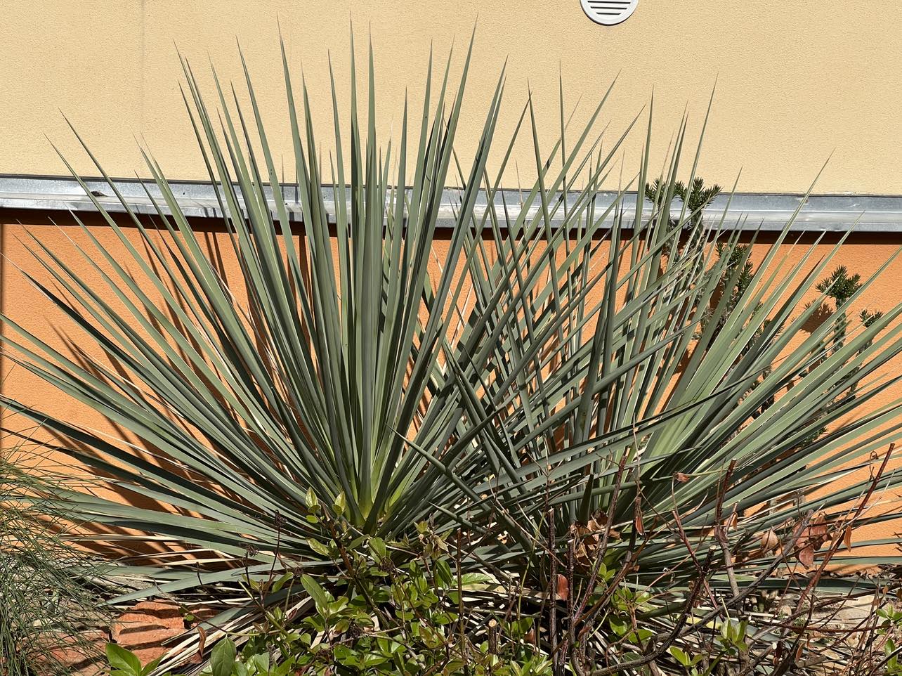 Yucca glauca ssp. albertana