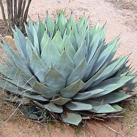 Agave parryi var. parryi