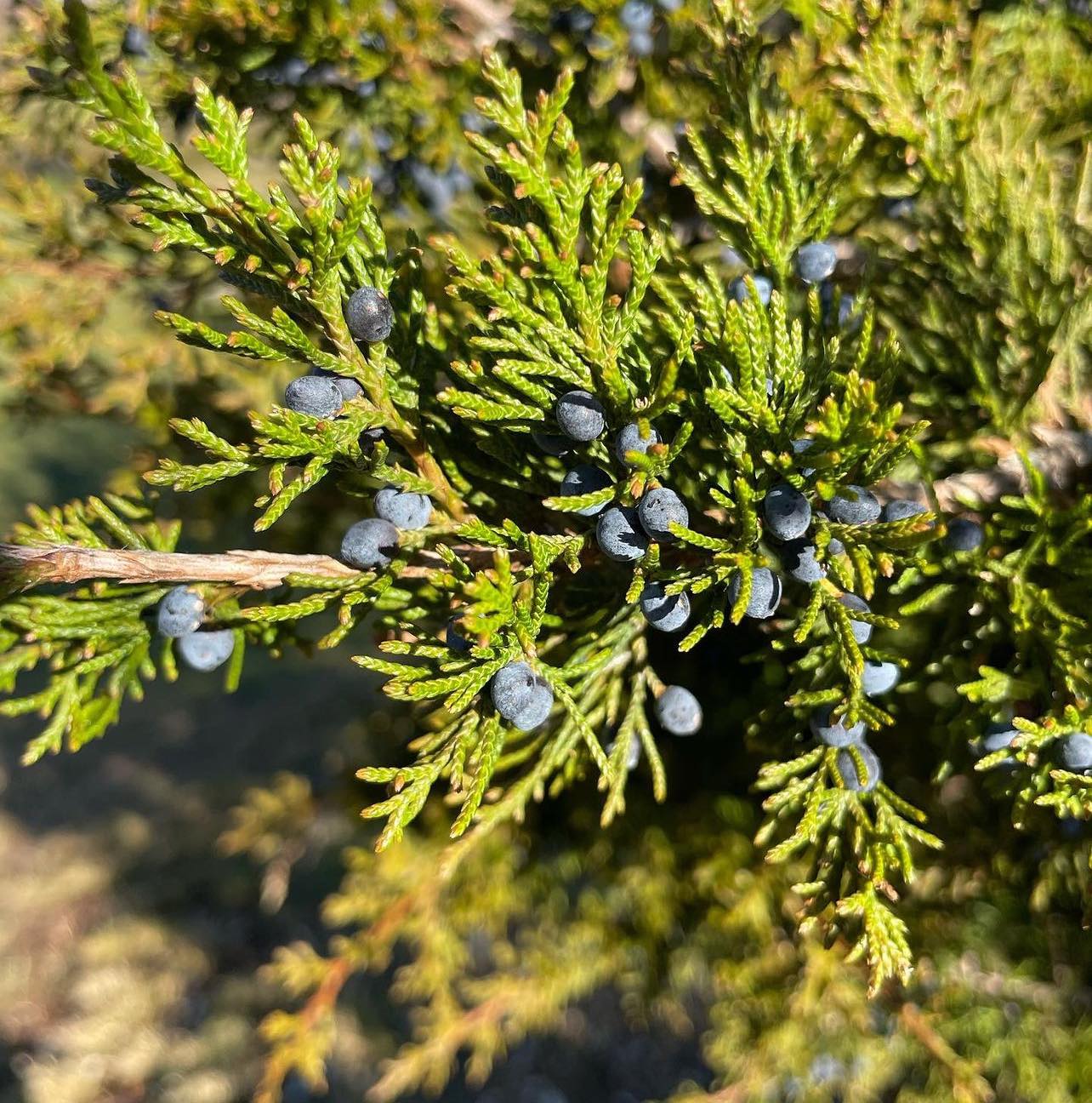 Jalovec viržinský - Juniperus virginiana (nominátní)