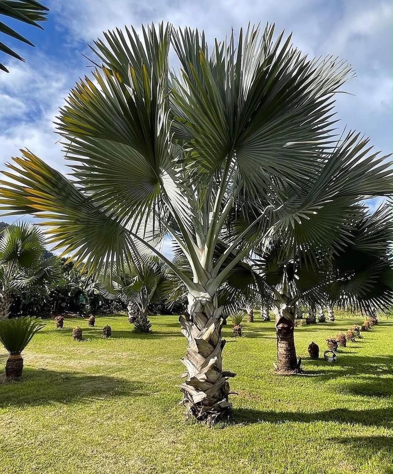 Bismarckia nobilis "Green"