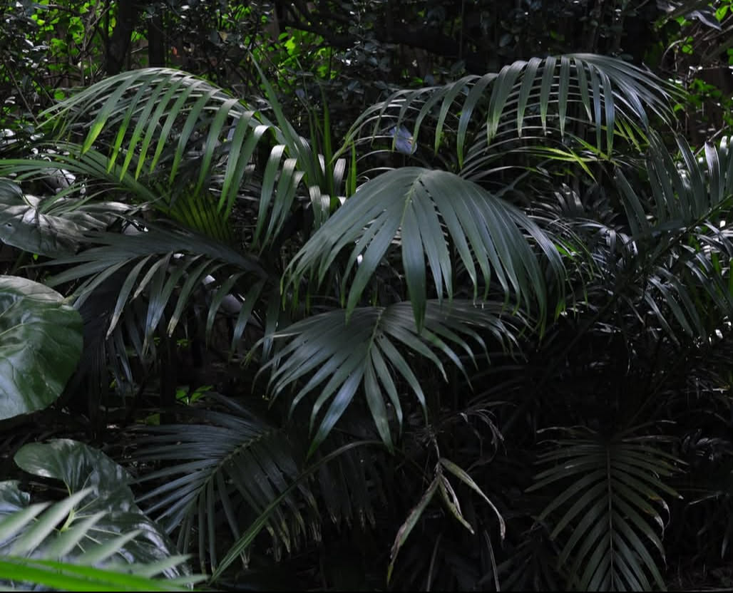 Chamaedorea cataractarum