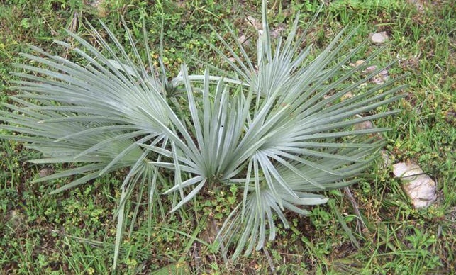 Trachycarpus nanus "High Elevation"