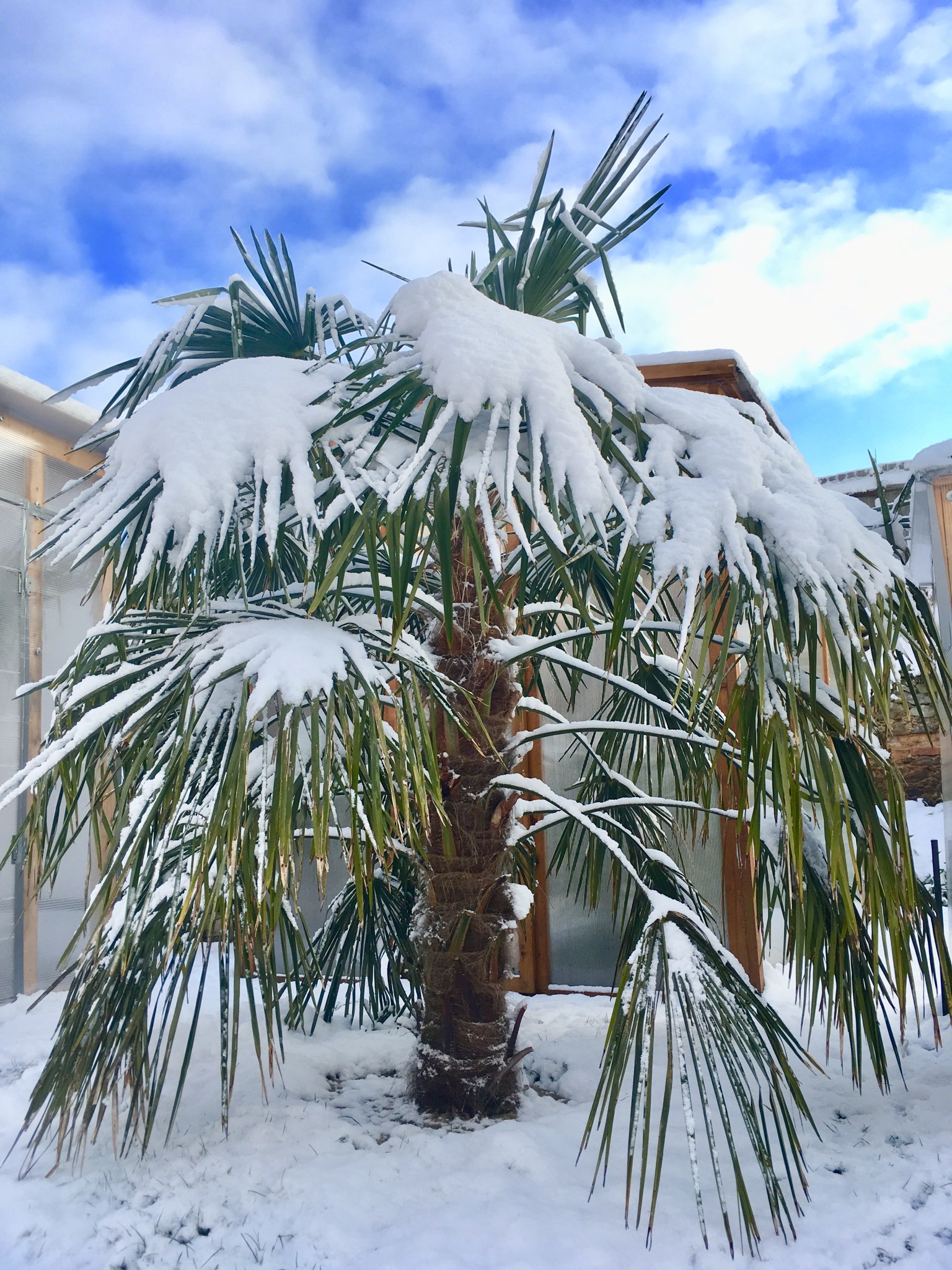 Trachycarpus fortunei, tříleté "z plantáže" 