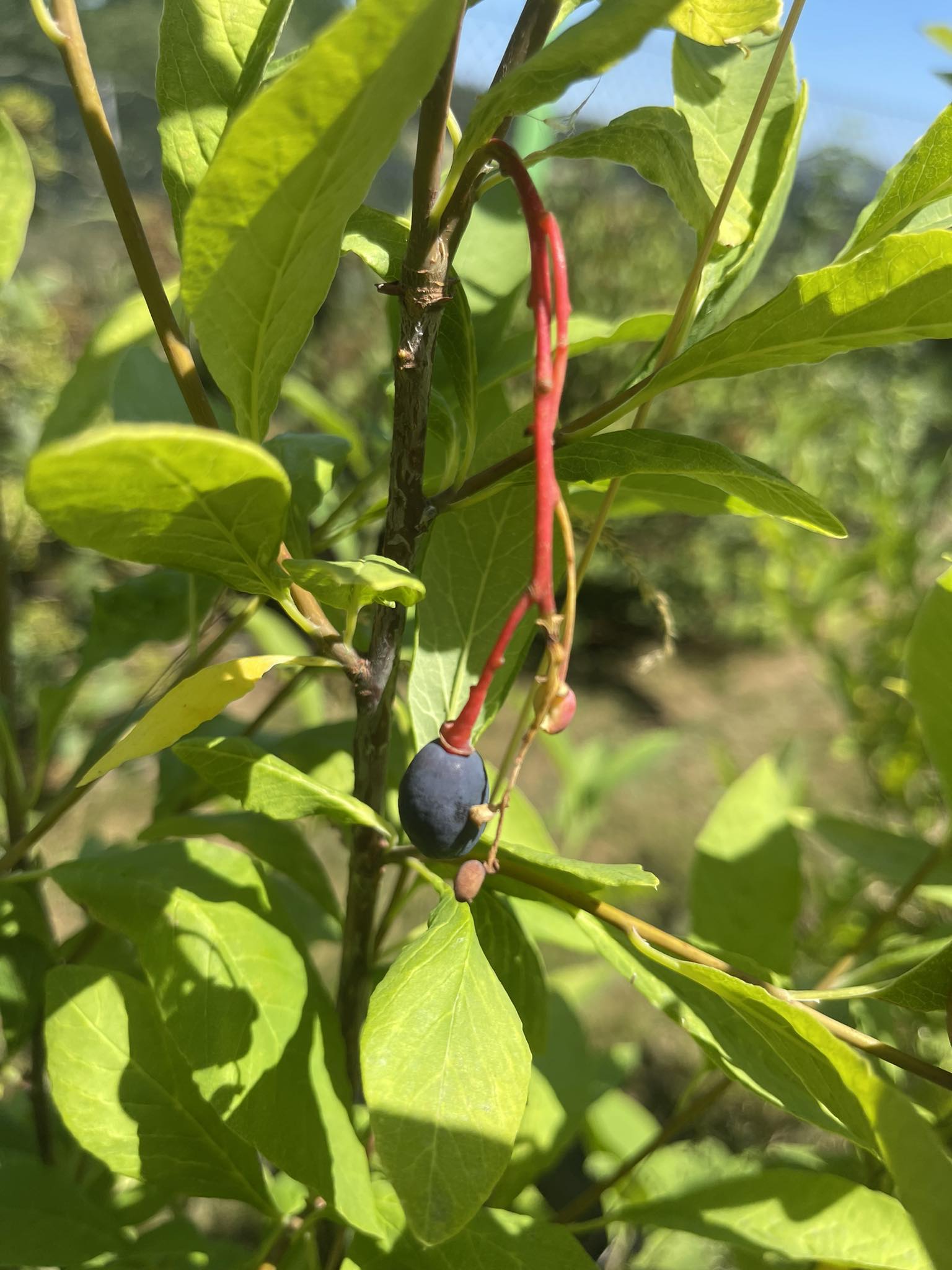 Vonivka třešňová - Oemleria cerasiformis