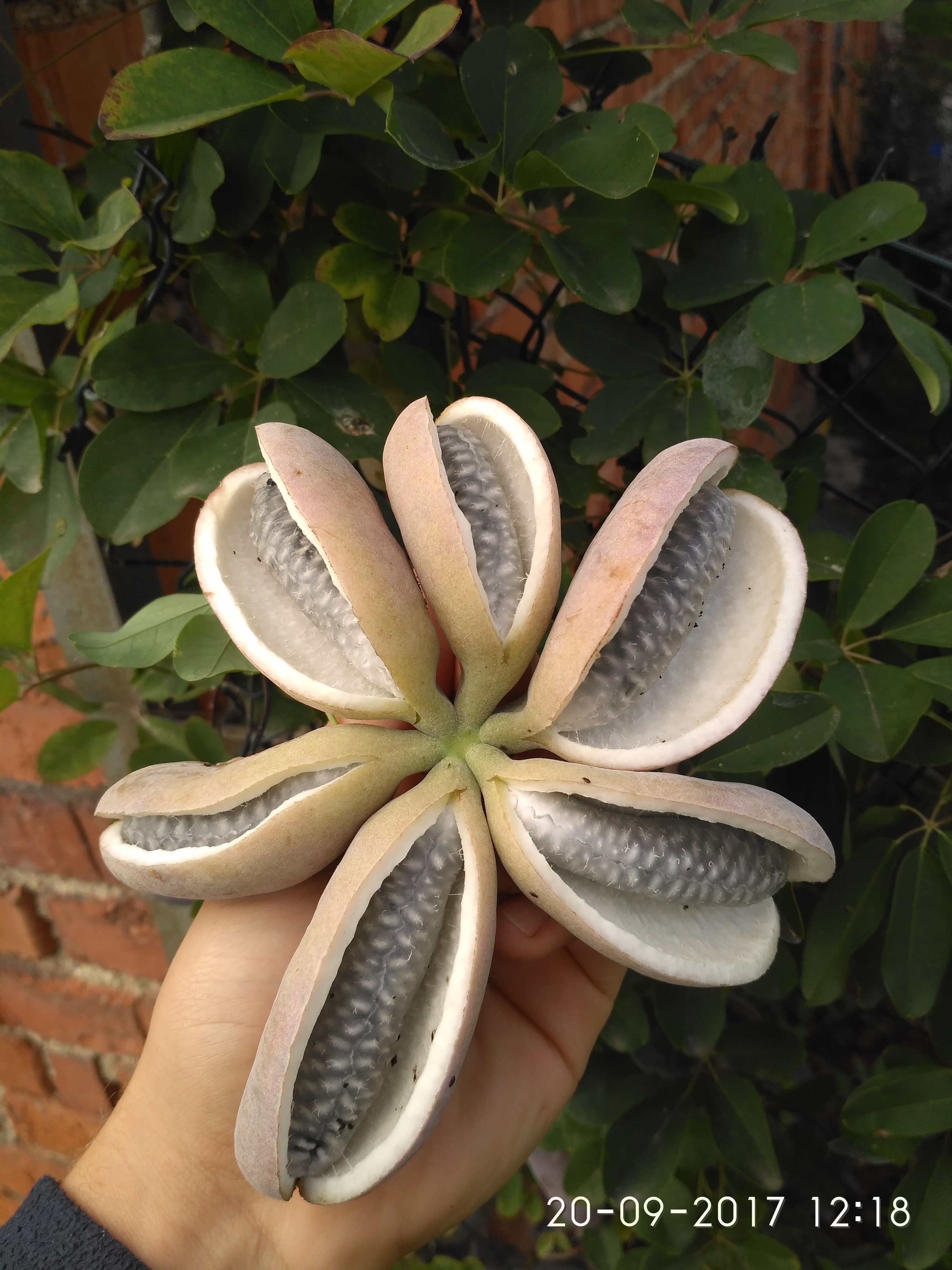Akébie pětičetná - Akebia quinata, 20 čerstvých semen