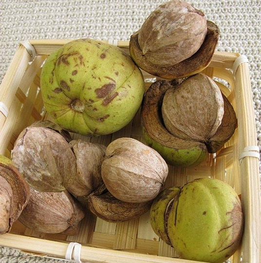 Ořechovec dřípatý - Carya laciniosa 20/30 cm K1l