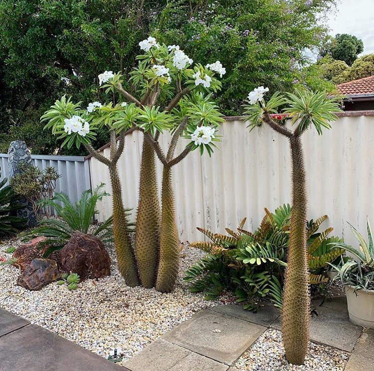 Pachypodium lamerei - Madagaskarská "palma" 30 cm