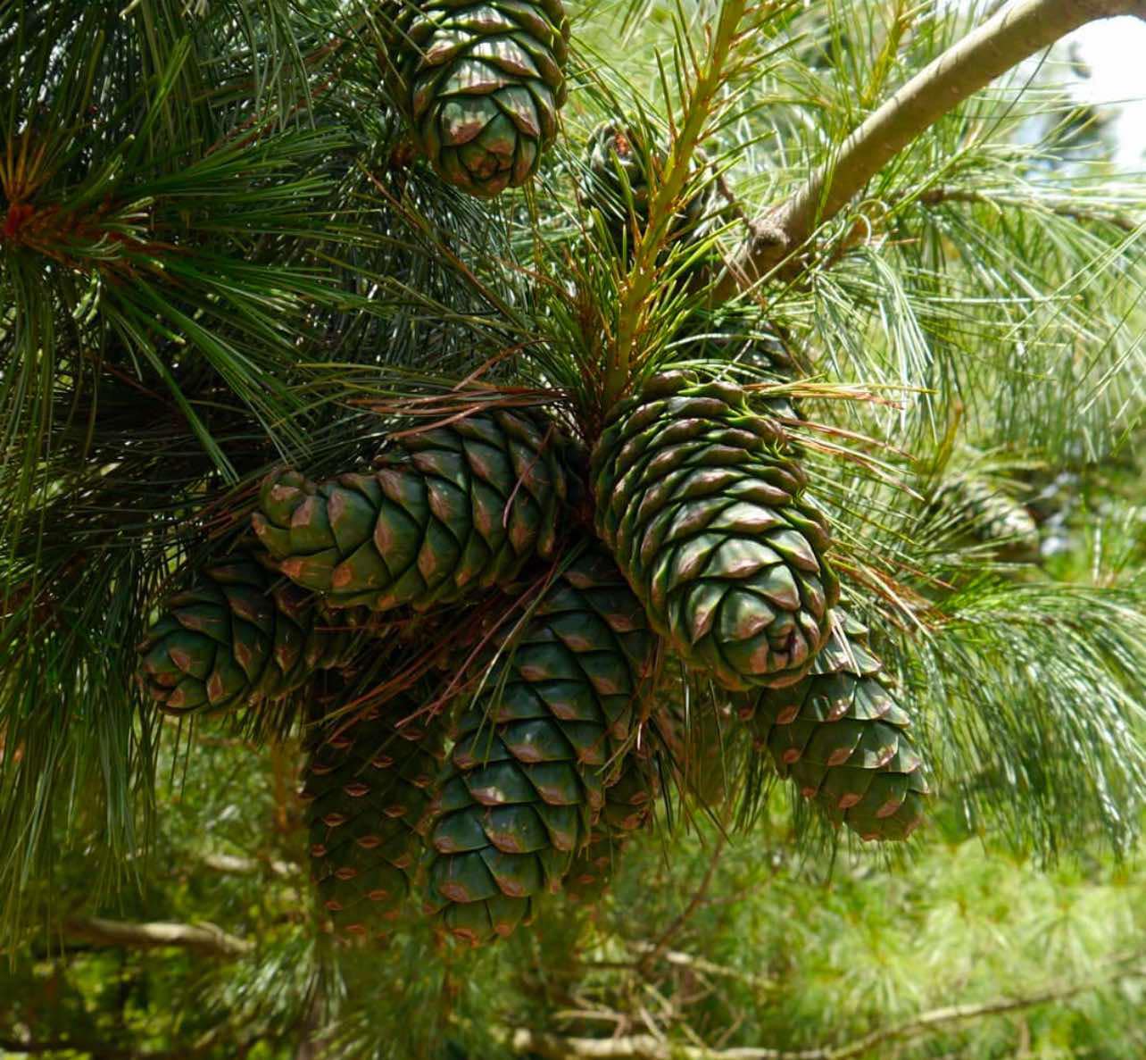 Borovice Armandova  - Pinus armandii "oříšková borovice"