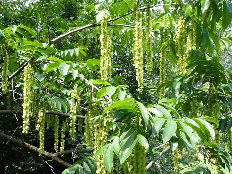 Lapina jasanolistá - Pterocarya fraxinifolia, 20 semen
