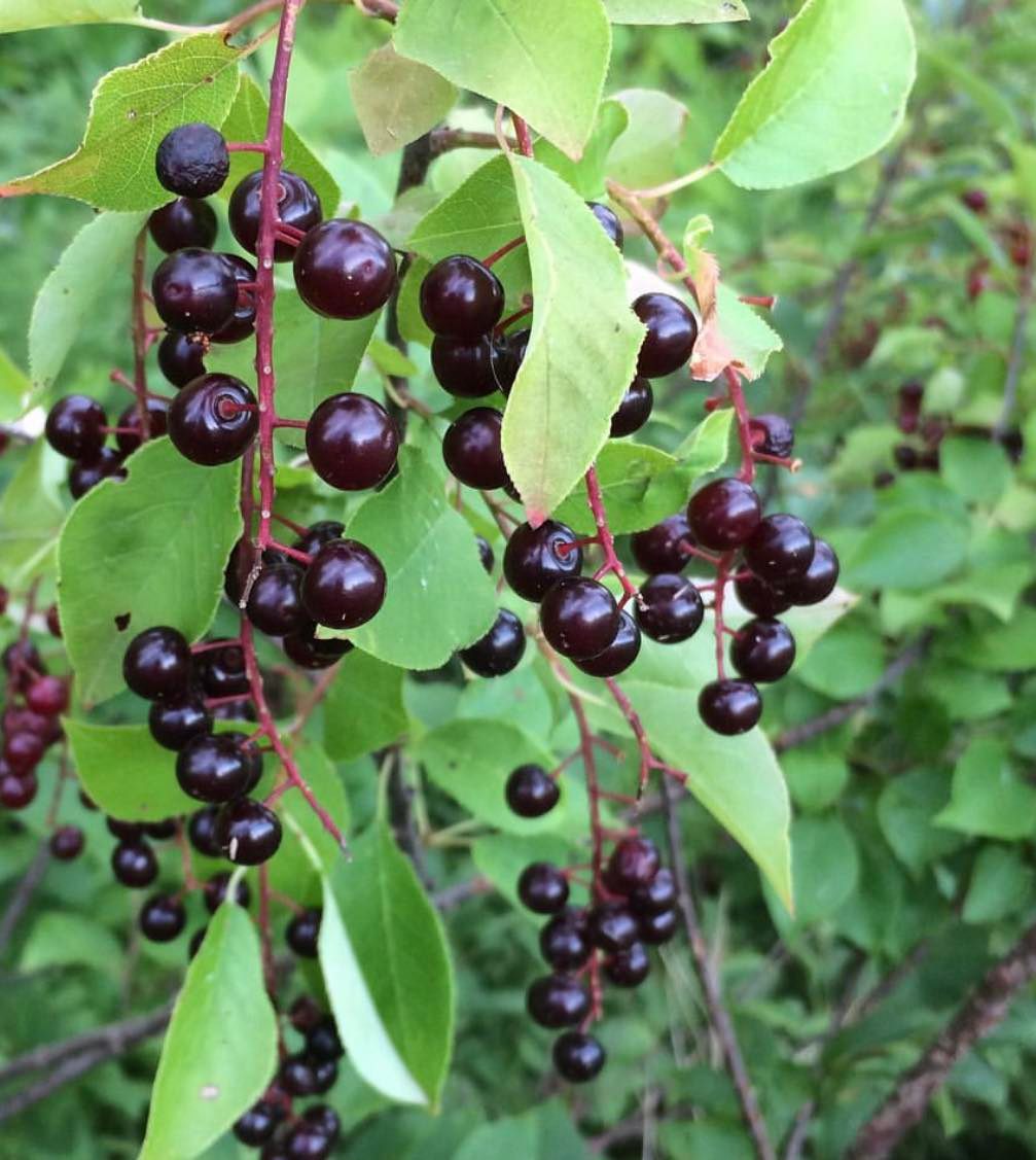Střemcha viržinská - Prunus virginiana, 15 semen
