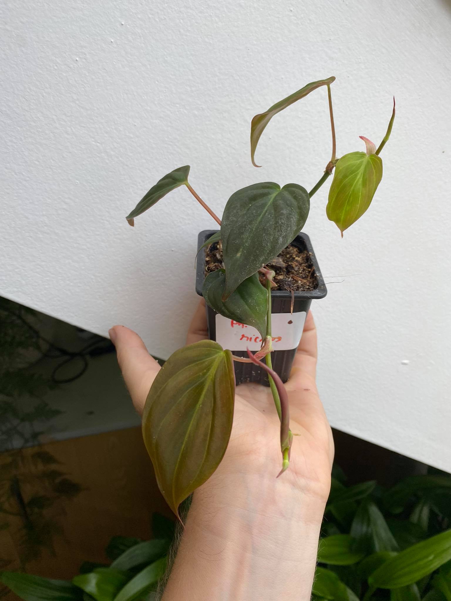 Philodendron scandens "micans"
