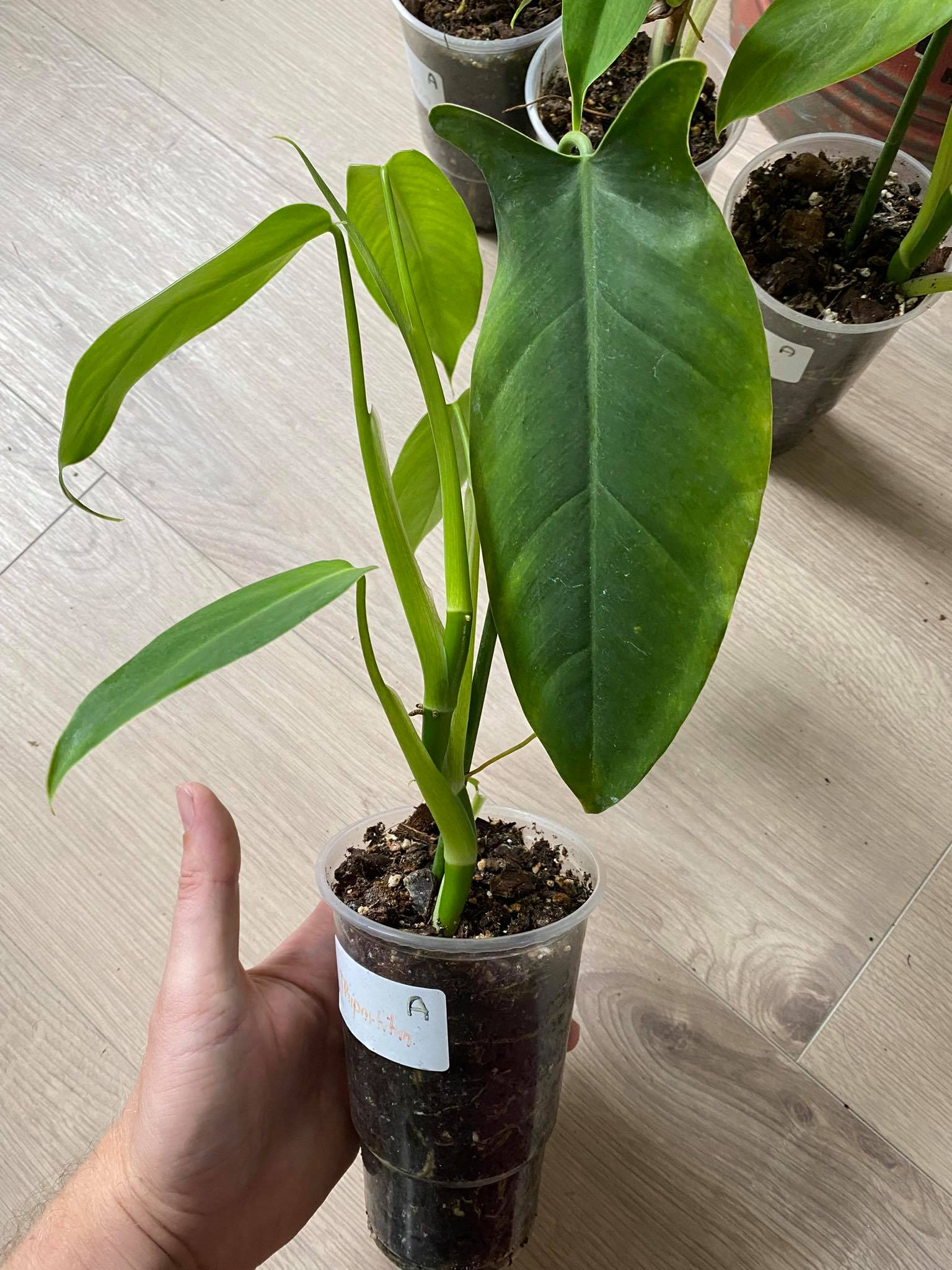 Philodendron tripartitum A