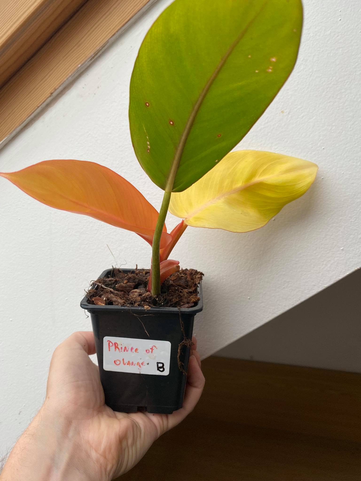 Philodendron prince of orange B