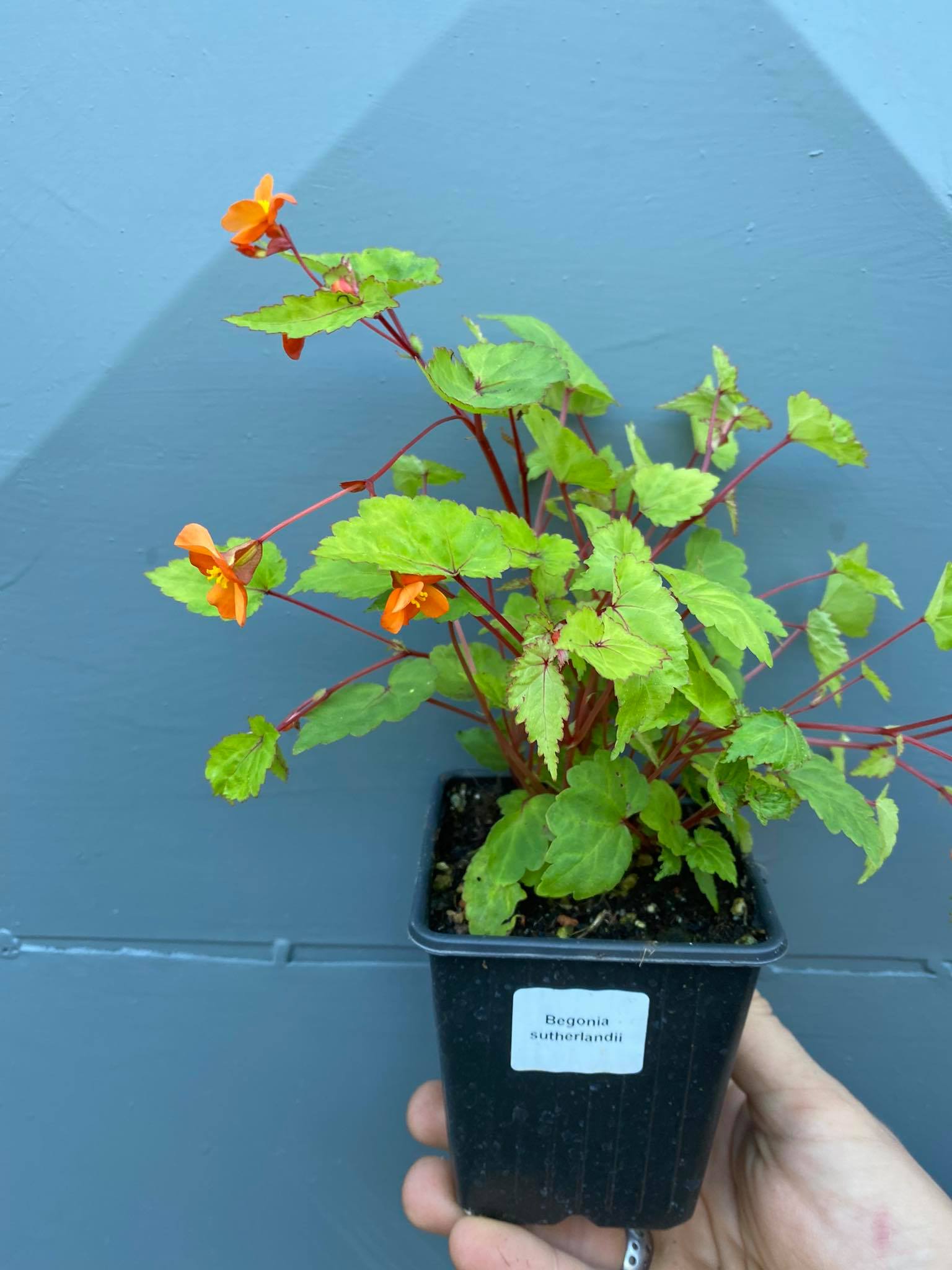 Mrazuvzdorná begonie - Begonia sutherlandii