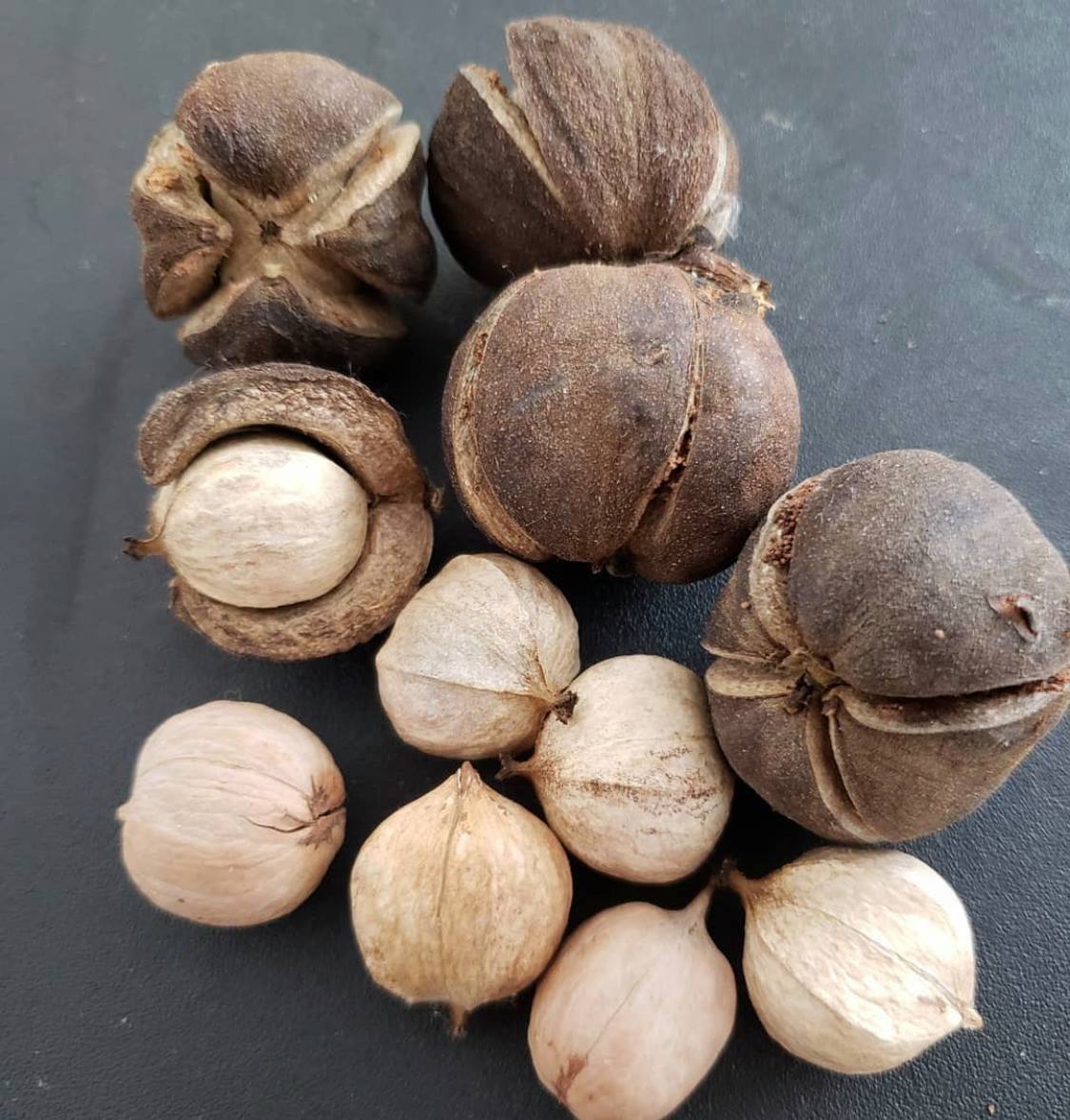 Ořechovec vejčitý - Carya ovata