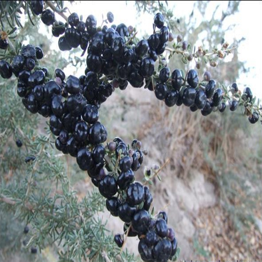 Kustovnice ruténská (černá) - Lycium ruthenicum "Black Goji", 20 semen