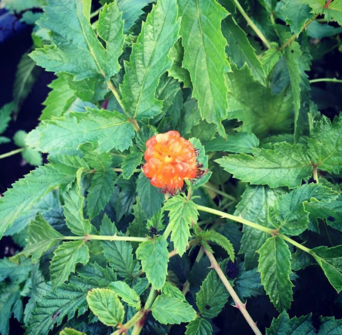 Ostružiník žlutoplodý - Rubus xanthocarpus