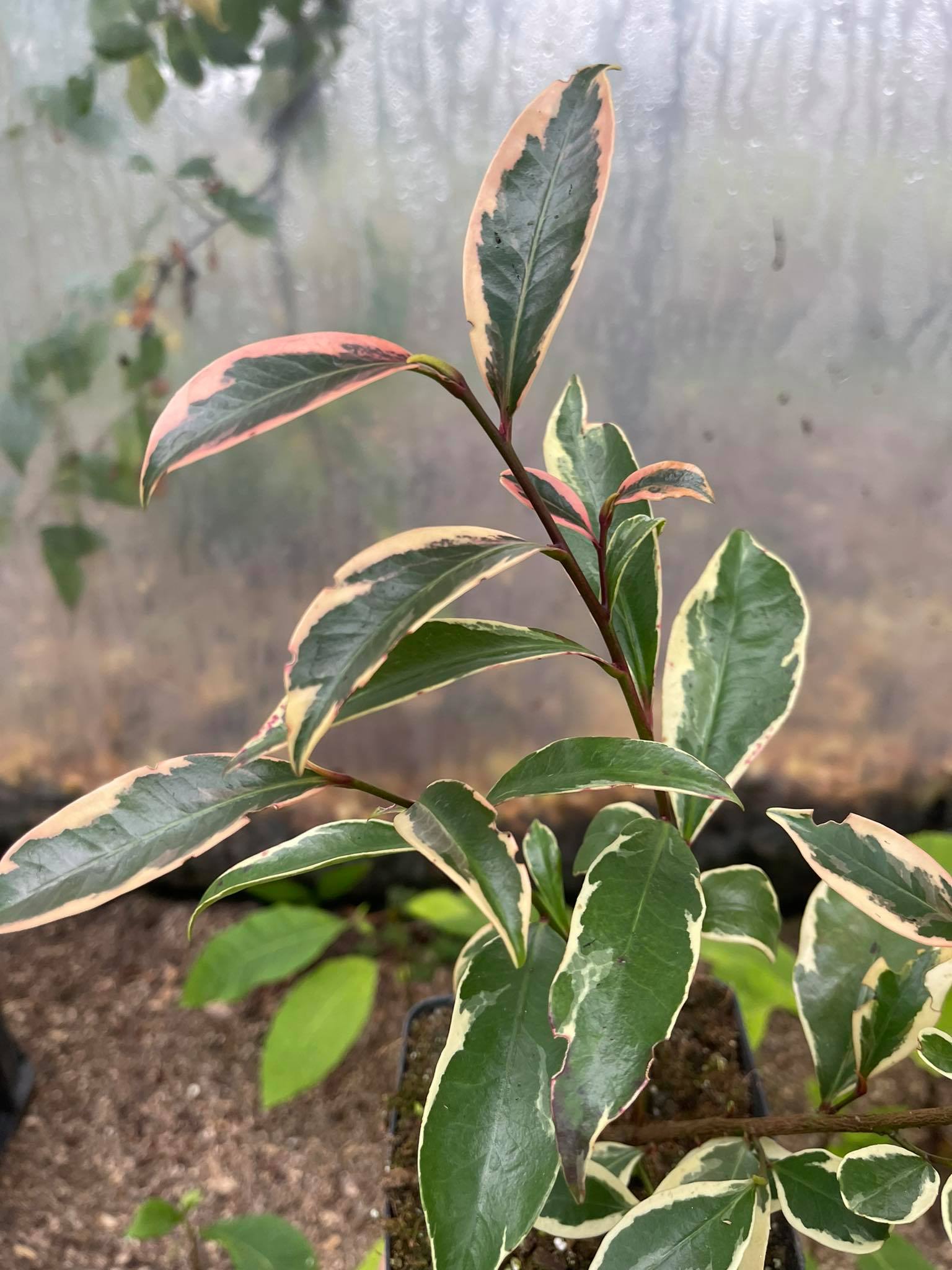Klejera, Sakaki - Cleyera japonica Variegata