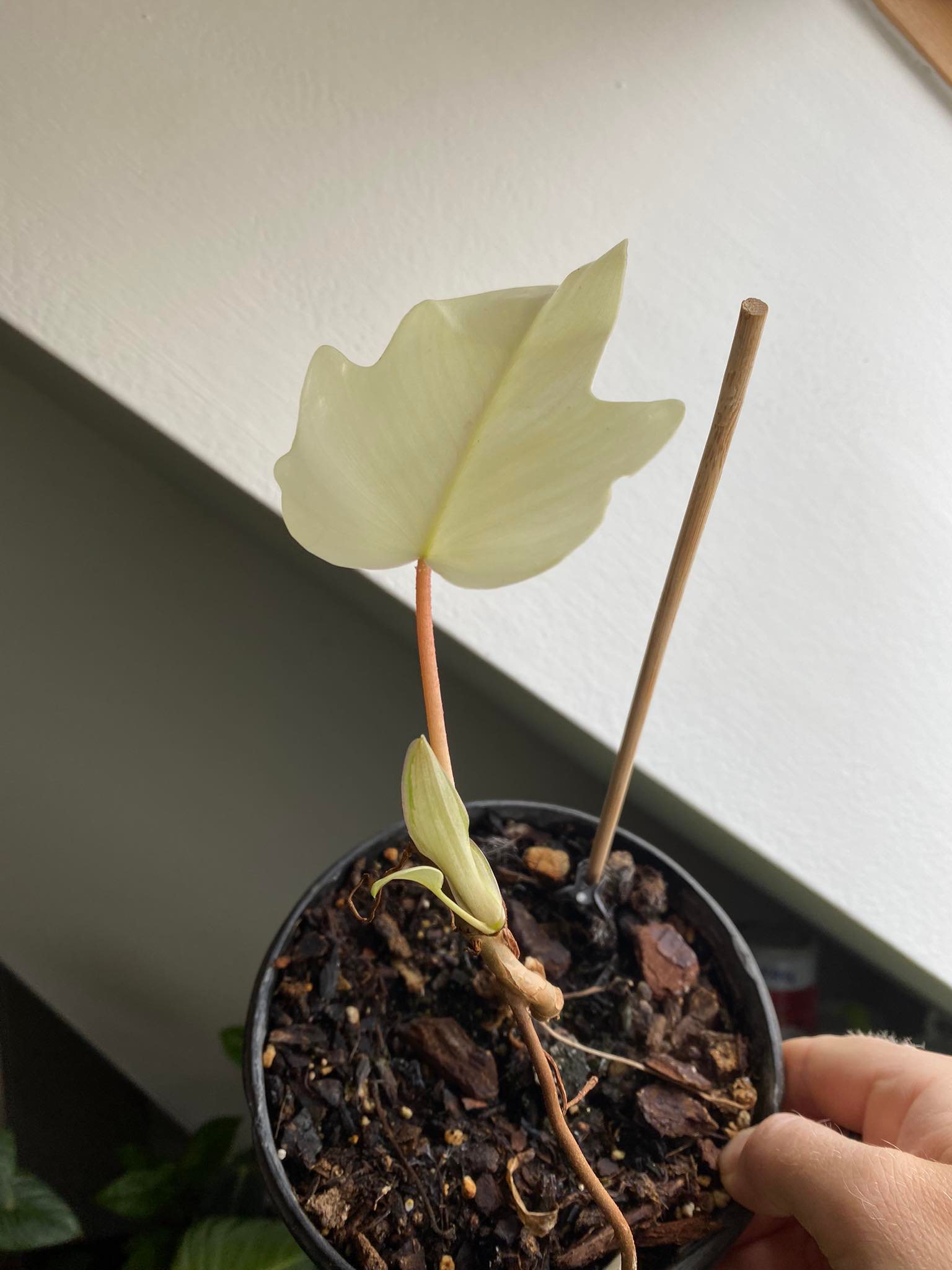 Philodendron florida ghost, MM