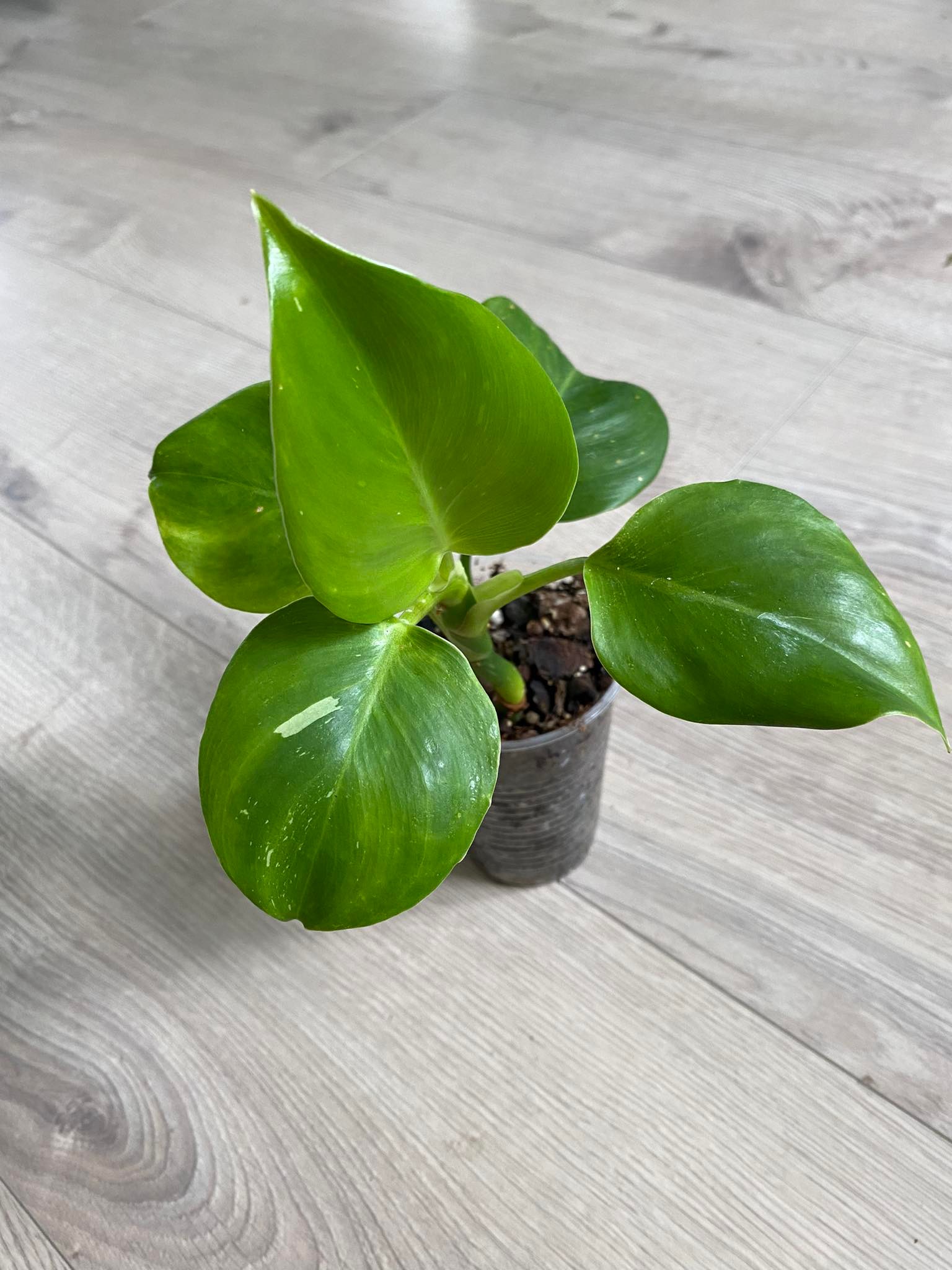 Philodendron white wizard B