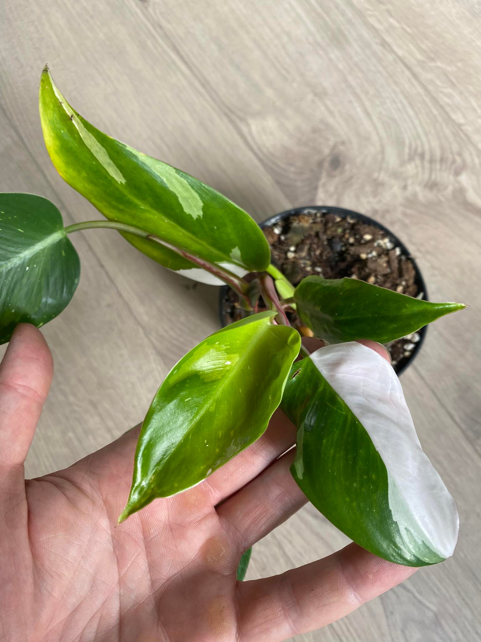 Philodendron white princess, MM