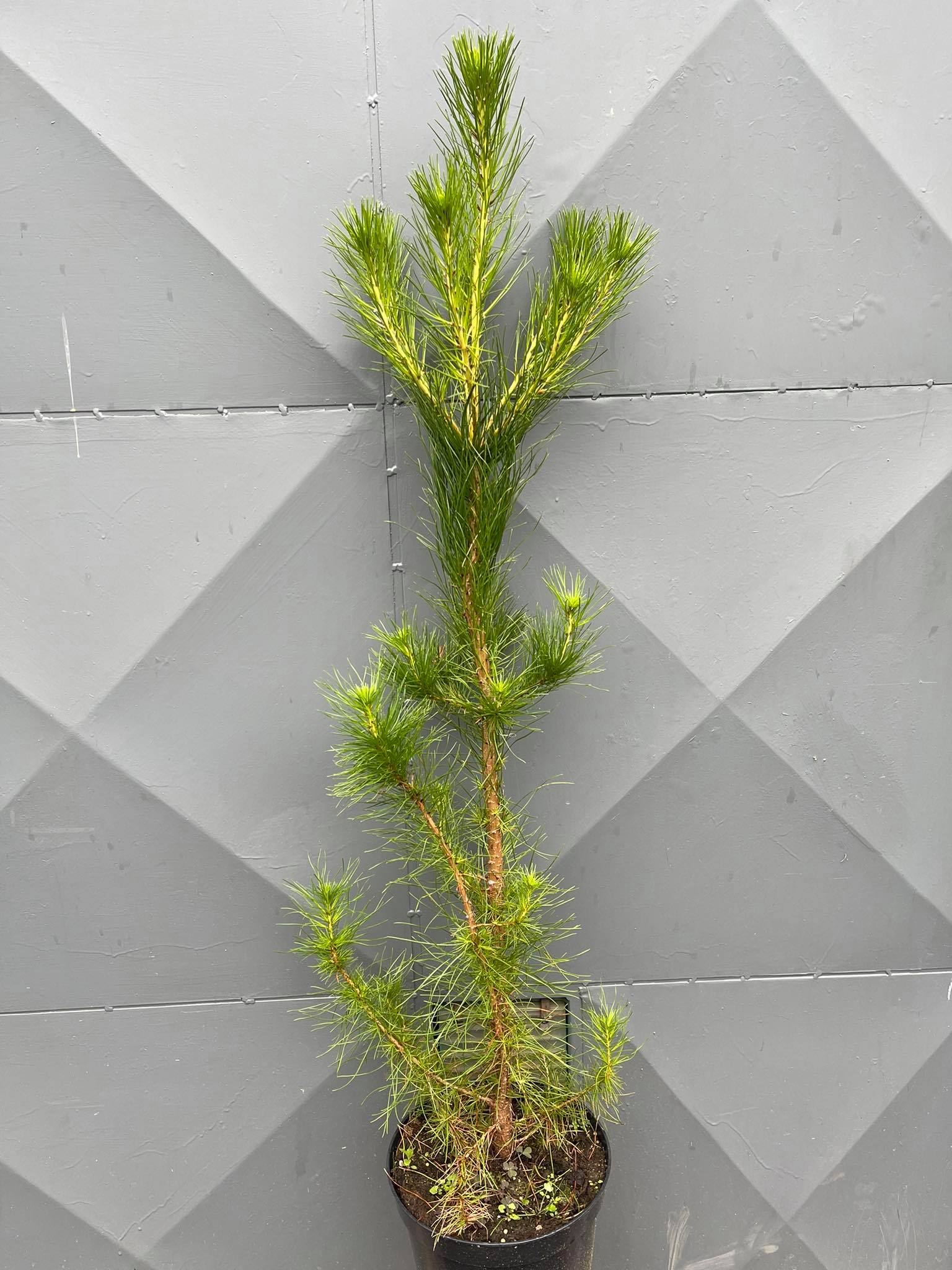 Borovice paprsčitá (montereyská)  - Pinus radiata 100 cm, k5l