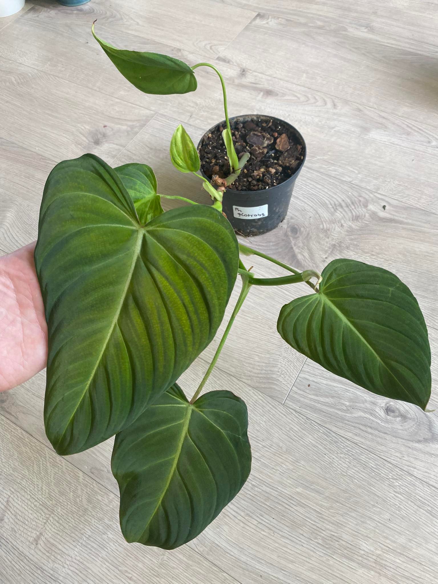 Philodendron x glorious B (MM)