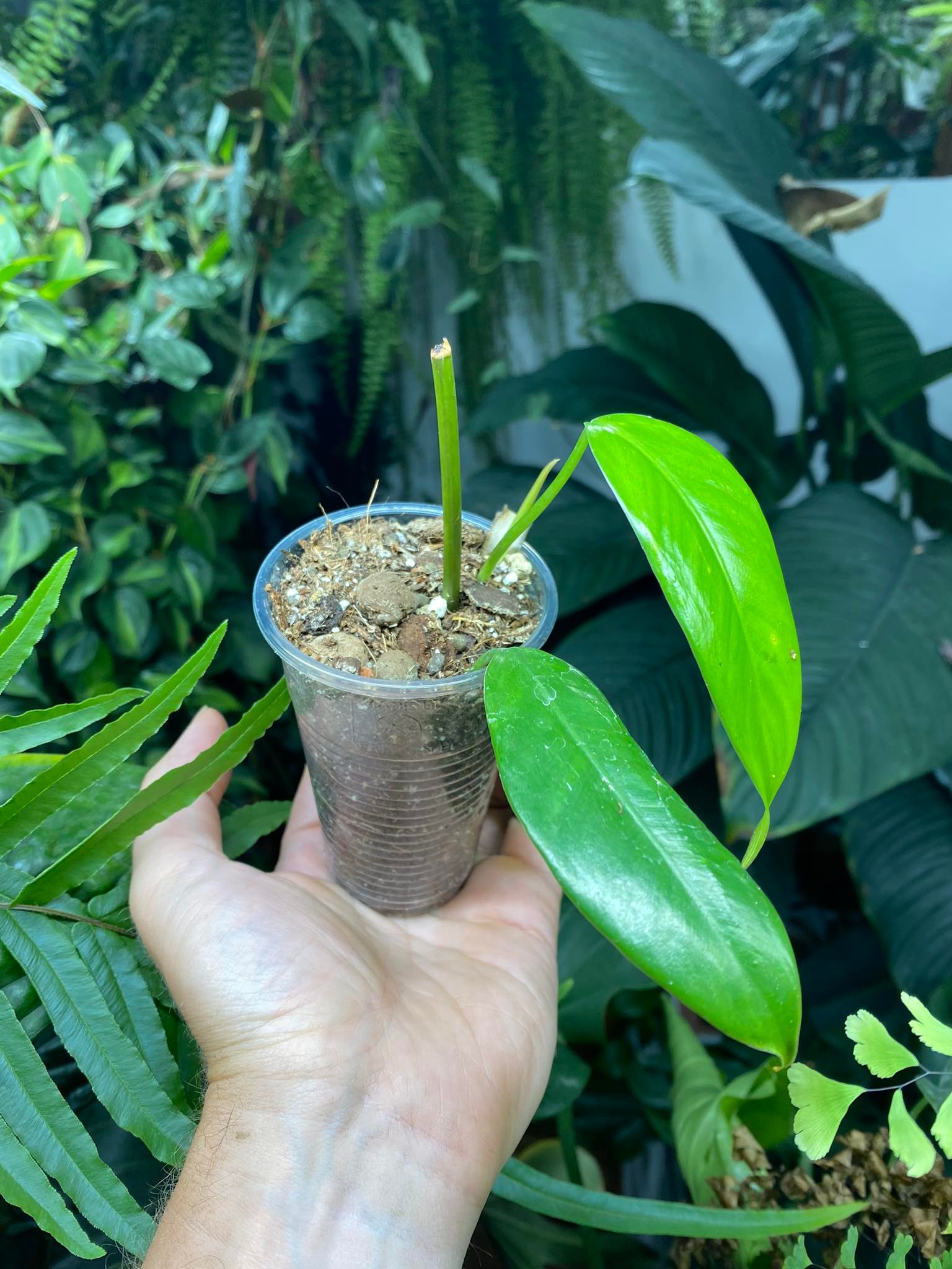 Philodendron petibonii